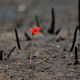 A flower shoots up through soot in a community razed by wildfires on Feb. 2nd, 2017. Image: AP Photo/Esteban Felix
